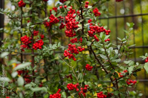 A Cotoneaster bush with lots of red berries on branches, autumnal background. Close-up colorful autumn wild bushes with red berries in the park; shallow depth of field