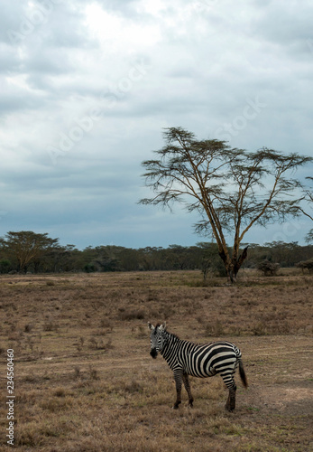 Zebras in the jungle of Kenya under a cloudy sky
