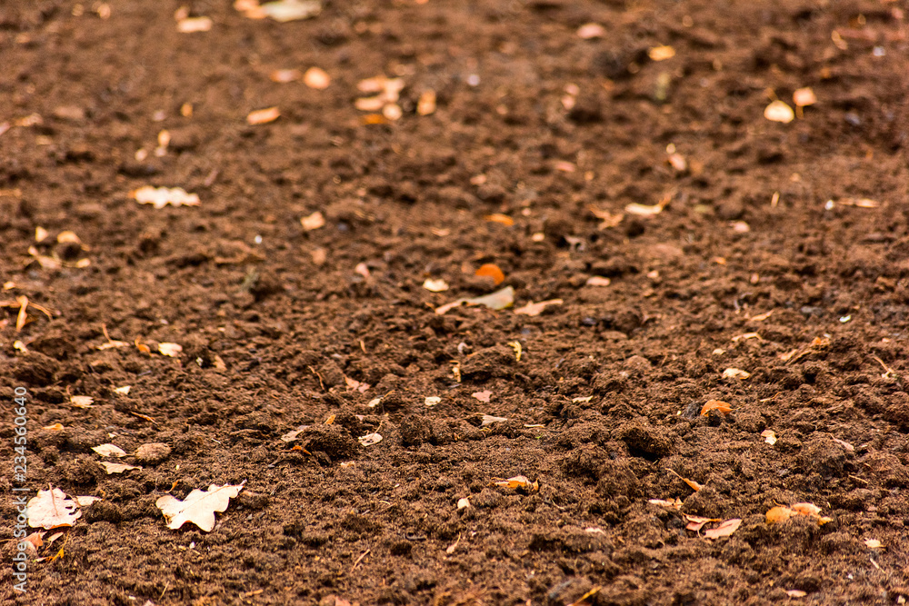 Dry ground with yellow leaves Dry ground with yellow leaves