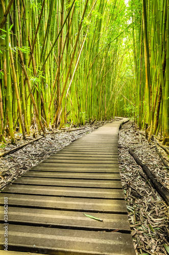 wooden pathway in the forest