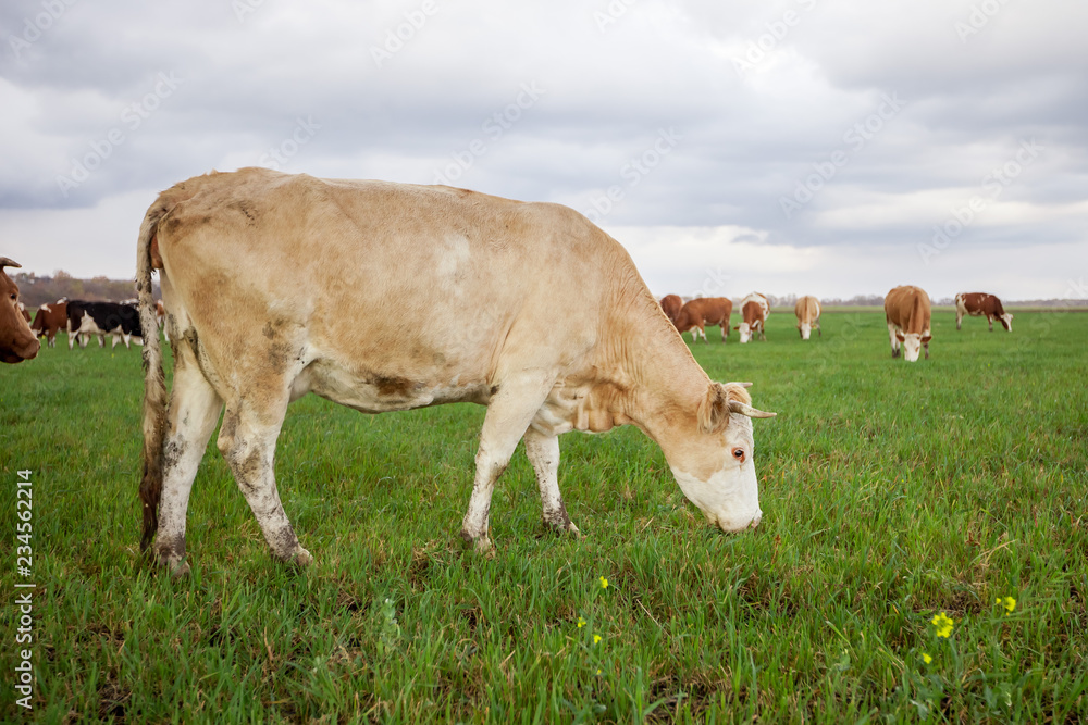Cows eating grass on the field Cows eating grass on the field