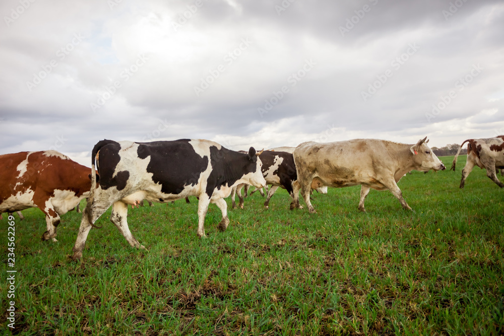 Cows walking on the field