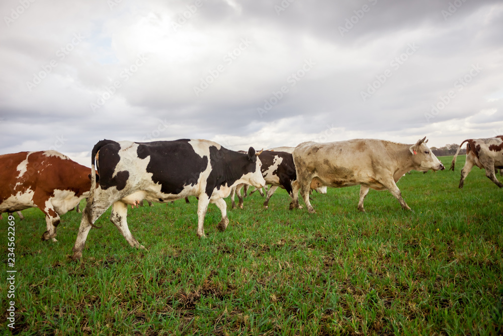 Cows walking on the field Cows walking on the field
