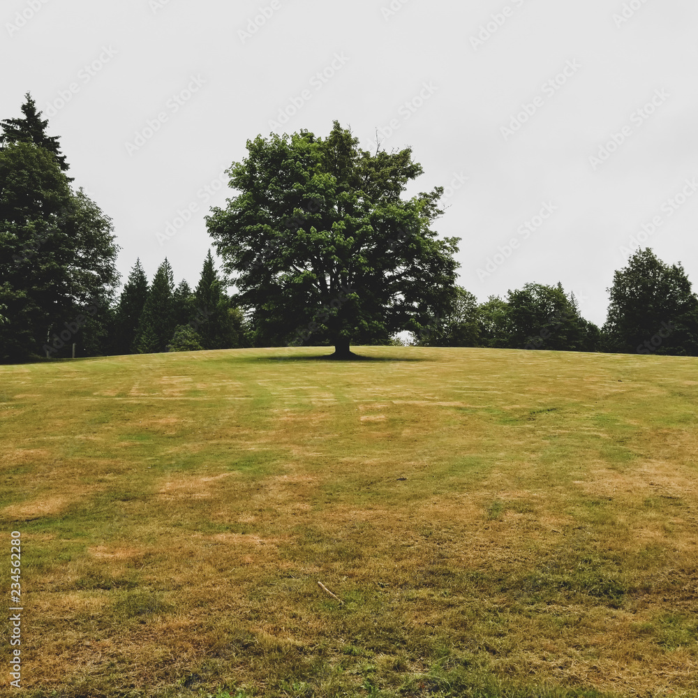 Fototapeta premium Tree in a field
