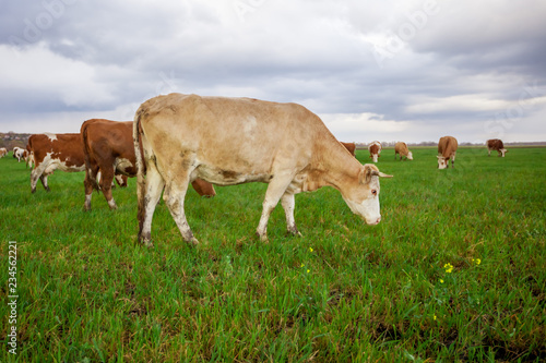 Cows eating grass on the field
