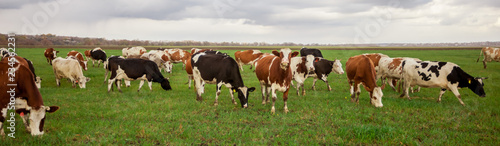 Cows grazing in the meadow panorama