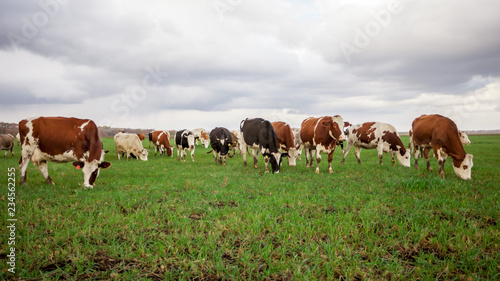 Cows graze in the meadow © Smeilov
