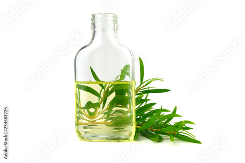 Tea Tree Essential Oil in a Bottle (Melaleuca). Isolated on White Background.