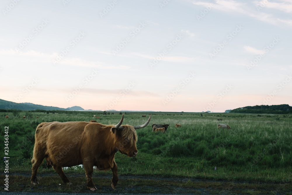 A bull in a field A bull in a field