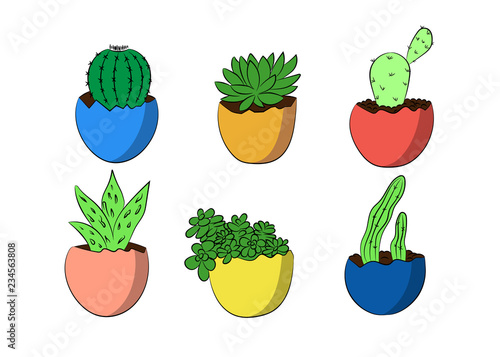 Cactus trees in colourful flower pots