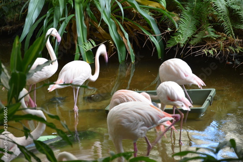flamingi różowe