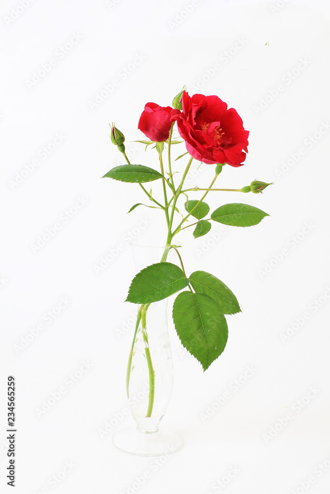 Obraz premium Rose in Crystal Bud Vase