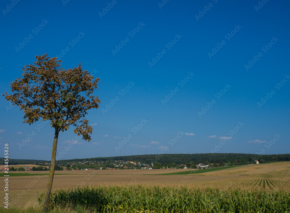 Fototapeta premium Landscape agriculture fields