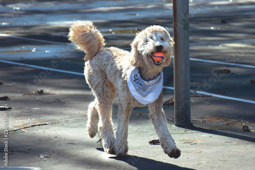 Poodle Running with Ball © Jessica
