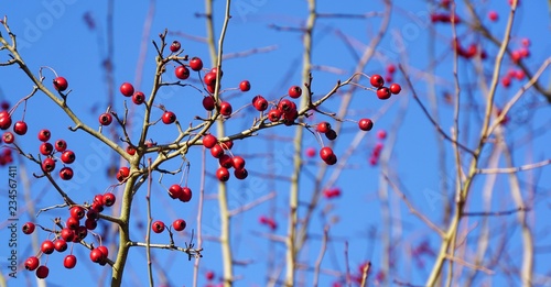 Rote Winterbeeren an kahlen Ästen photo