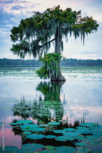 Cypress Tree in Louisiana Swamp