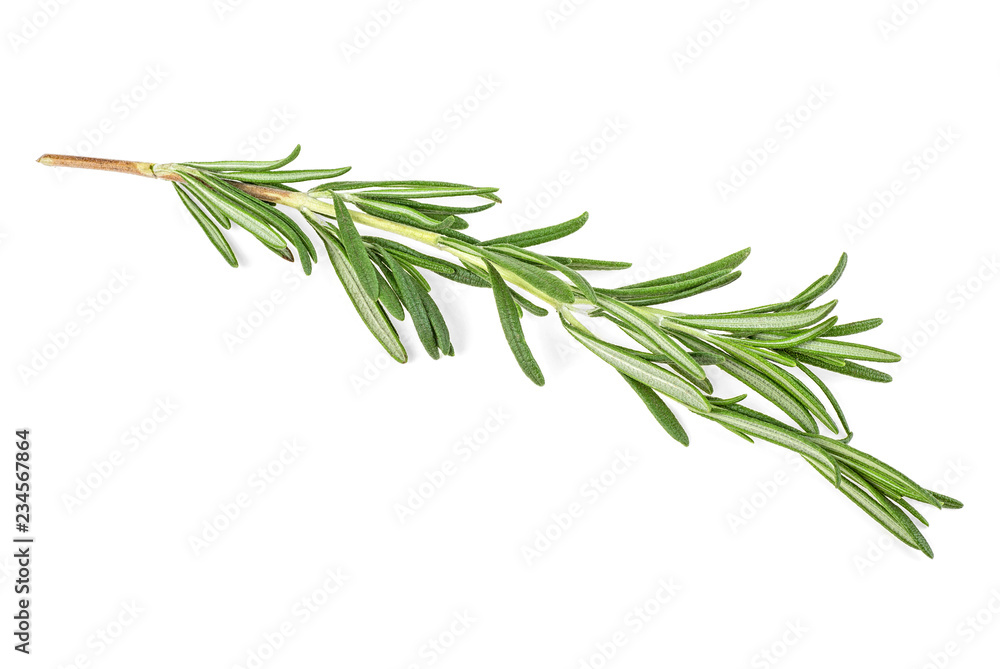 Fototapeta premium Twig of fresh rosemary on white background