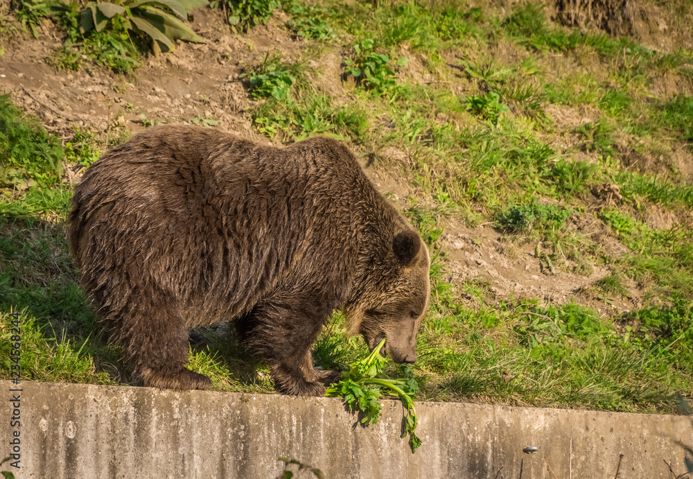 Beautiful brown bear in the bear pit of Bern, Switzerland Beautiful brown bear in the bear pit of Bern, Switzerland