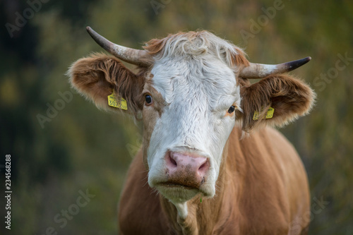 Kühe mit Hörnern auf der Weide  © Alexandra