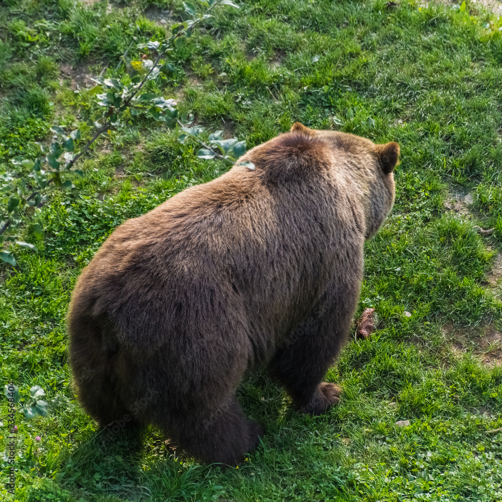 Beautiful brown bear in the bear pit of Bern, Switzerland Beautiful brown bear in the bear pit of Bern, Switzerland