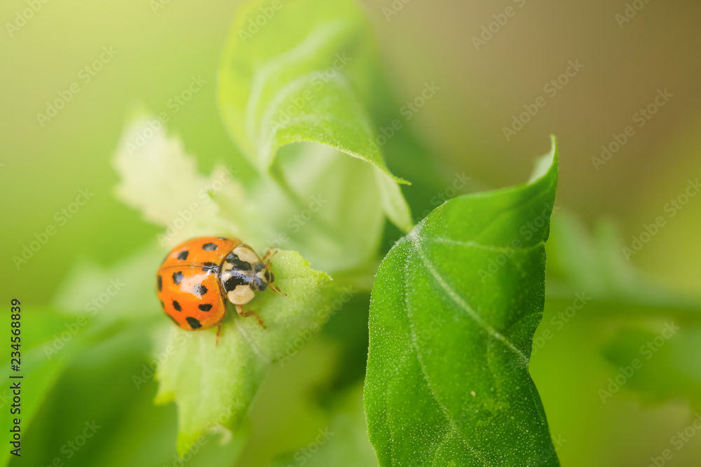 Macro photo of Ladybug on the green leaf. Close up ladybug on leaf. Spring nature scene Macro photo of Ladybug on the green leaf. Close up ladybug on leaf. Spring nature scene