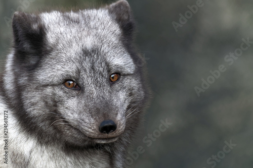 arctic fox portriat