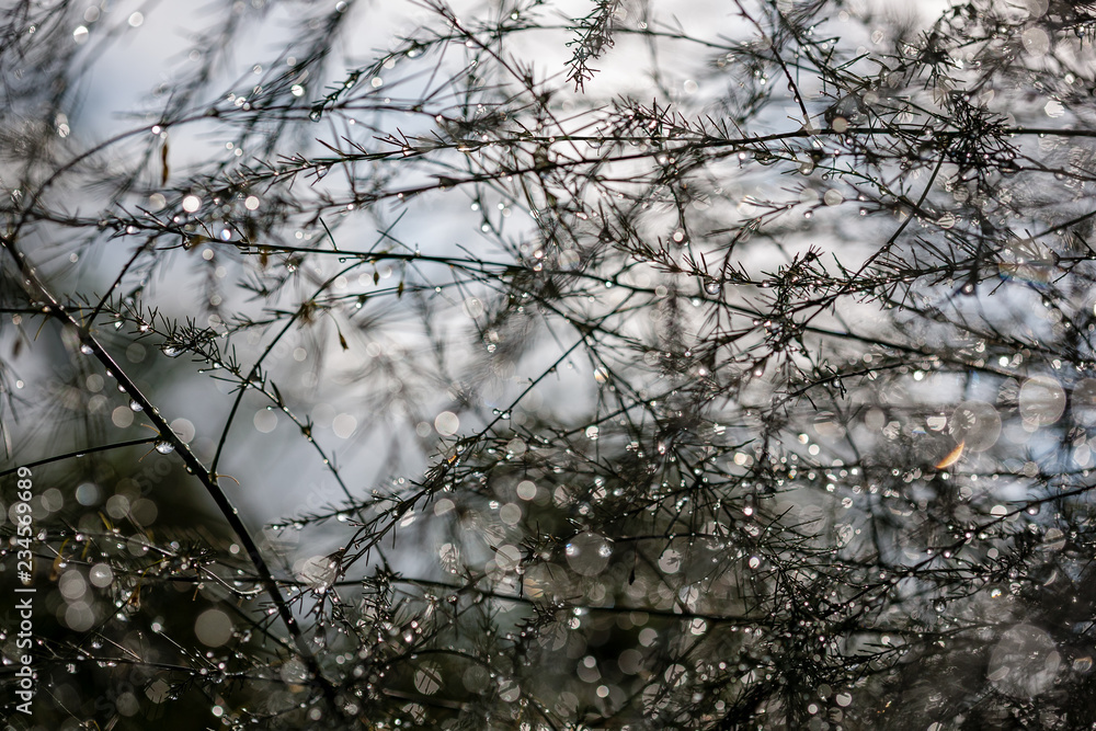 Obraz premium abstract reflections from raindrops in wet branches of bushes