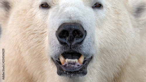 Polar Bear face
