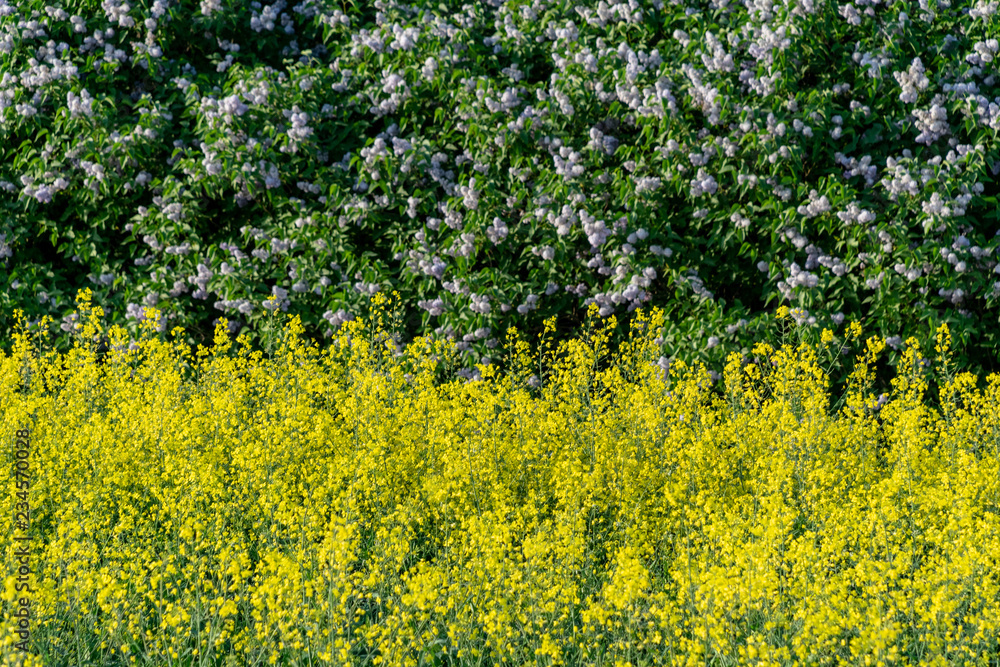 Obraz premium bright yellow fields of rapeseed