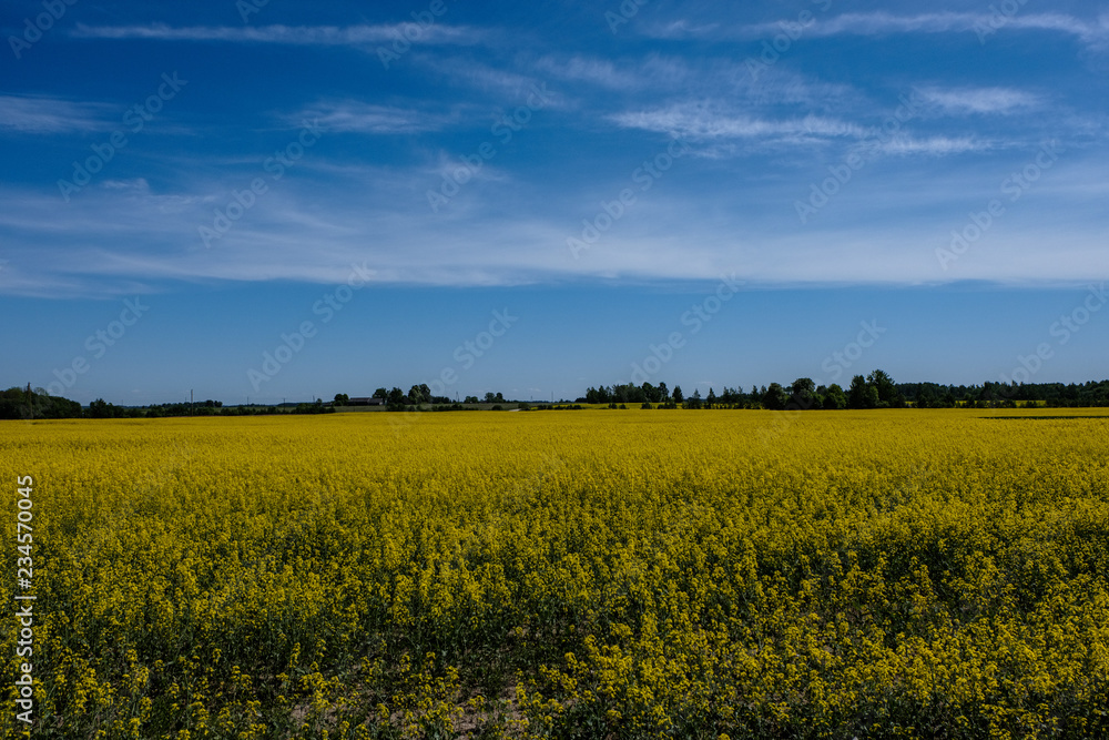 bright yellow fields of rapeseed bright yellow fields of rapeseed