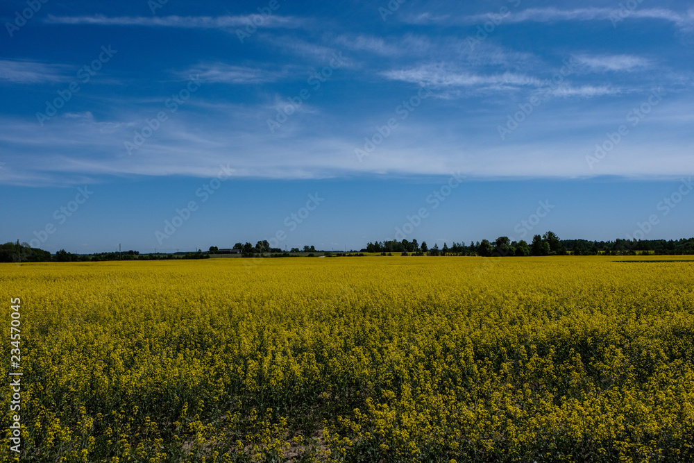 bright yellow fields of rapeseed