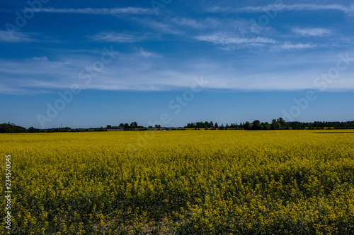 bright yellow fields of rapeseed