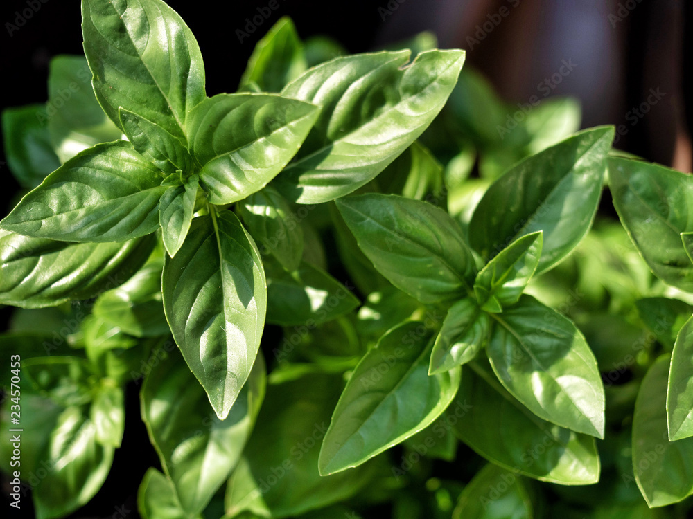 Fresh green basil (ocimum basilicum) in the garden. Overhead shot. Fresh green basil (ocimum basilicum) in the garden. Overhead shot.