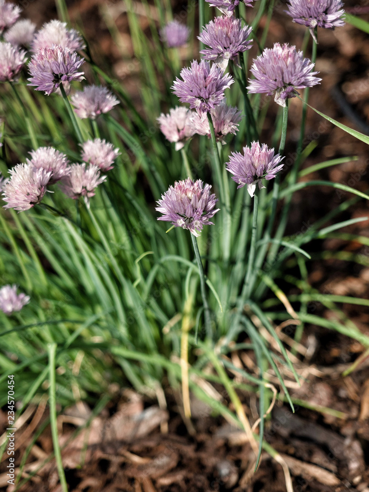 Fresh green chives (allium schoenoprasum) with pink flowers in the garden. Fresh green chives (allium schoenoprasum) with pink flowers in the garden.