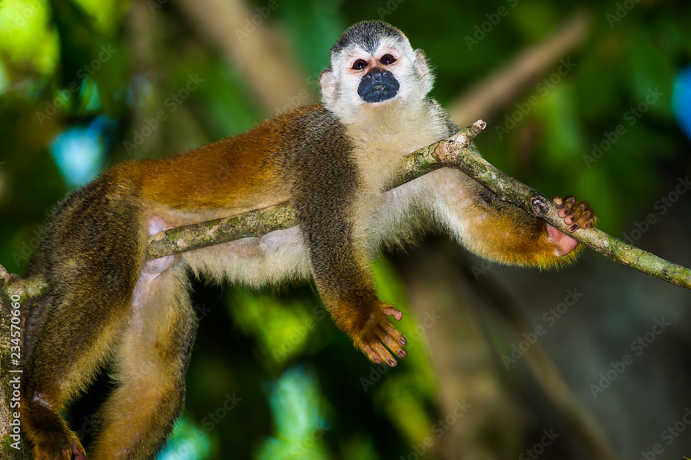 Capuchin Monkey in a Tree Capuchin Monkey in a Tree
