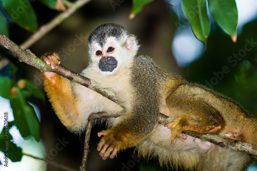 Capuchin Monkey in a Tree