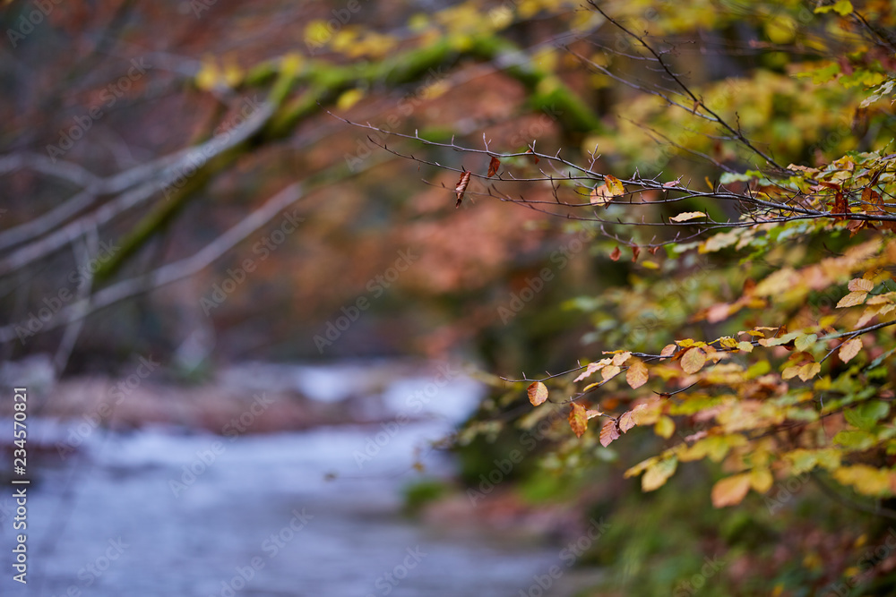 River flowing through forest in the fall River flowing through forest in the fall