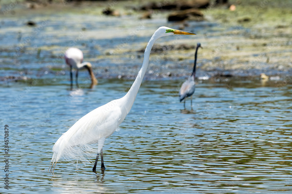 Fototapeta premium great egret in the water