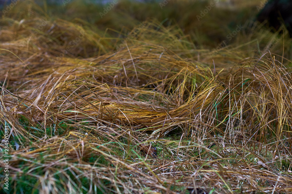 Grass blades in the late autumn Grass blades in the late autumn