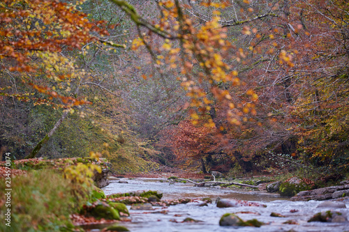 River flowing through forest in the fall