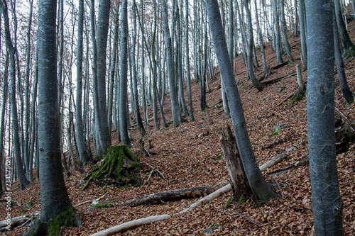 Baumstämme in einem Wald auf einem ansteigenden Hügel im Winter