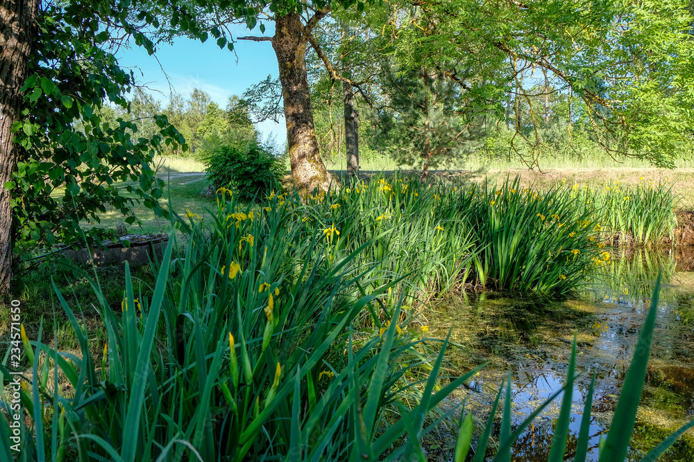 Obraz premium calm summer day view by the lake with clean water