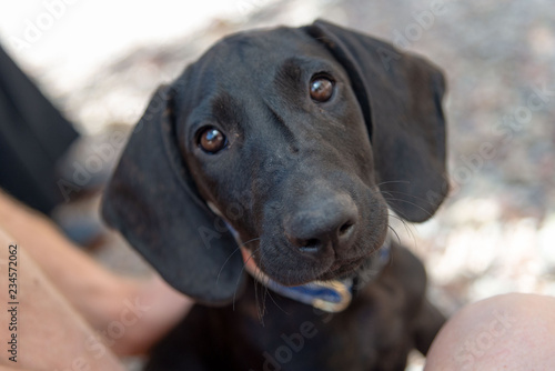 Cute and Friendly Rescue Plott Hound Puppy Wants to Be Adopted from Animal Shelter
