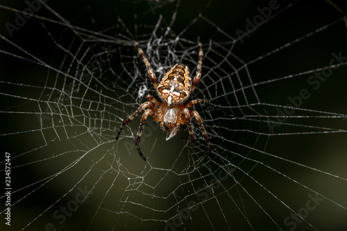 Kreuzspinne wartet in ihrem Netz auf Beute © kraichgaufoto