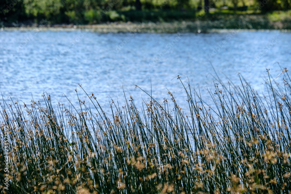 Obraz premium calm summer day view by the lake with clean water