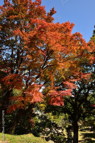 Wallpaper Mural 三島公園の紅葉 Torontodigital.ca