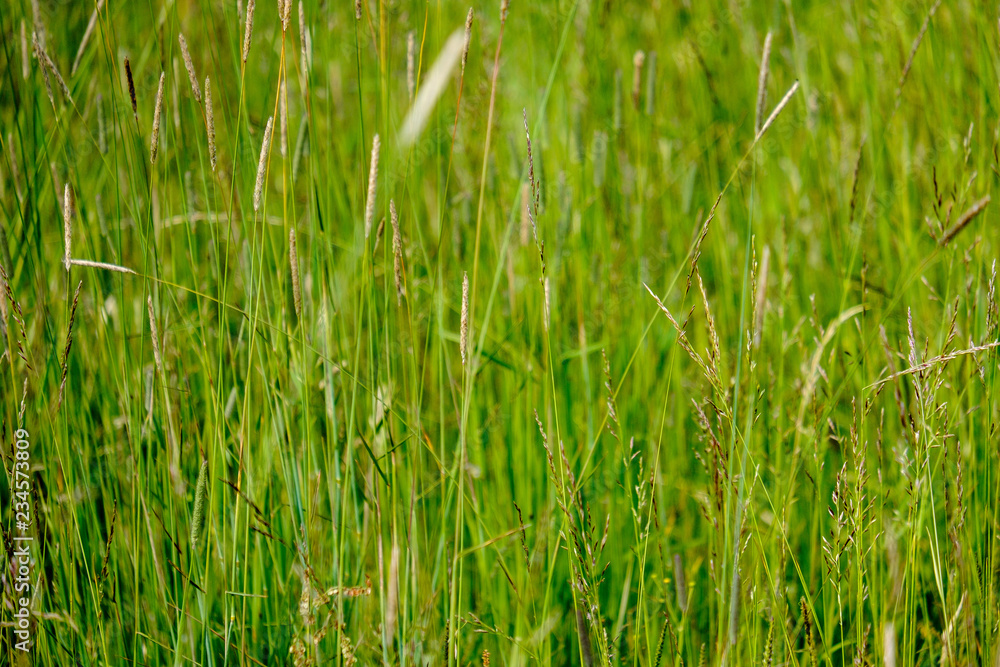 sunny meadow with different flowers in summer day sunny meadow with different flowers in summer day