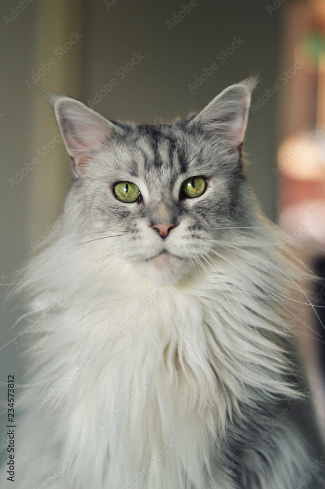 Beautiful maine coon cat. Large breed cat Beautiful maine coon cat. Large breed cat