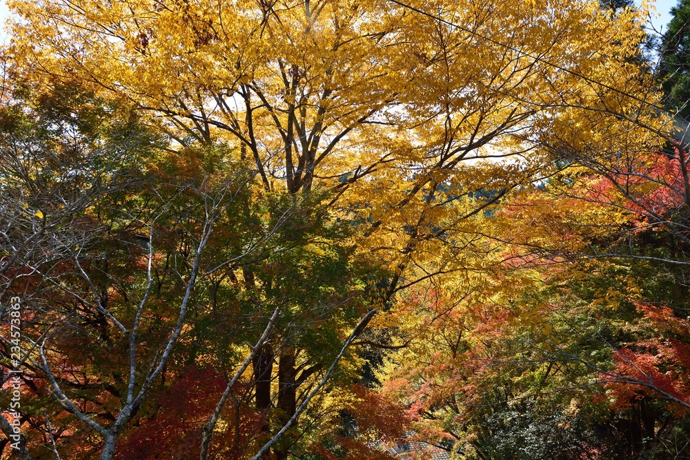 三島公園の紅葉
