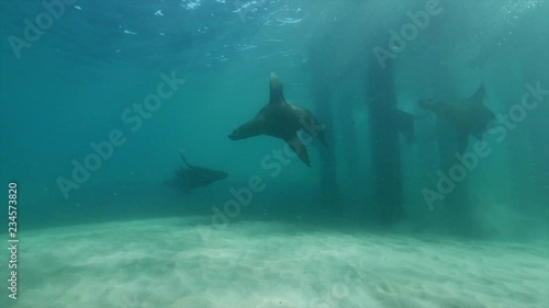 Wallpaper Mural Australian fur seal underwater Torontodigital.ca